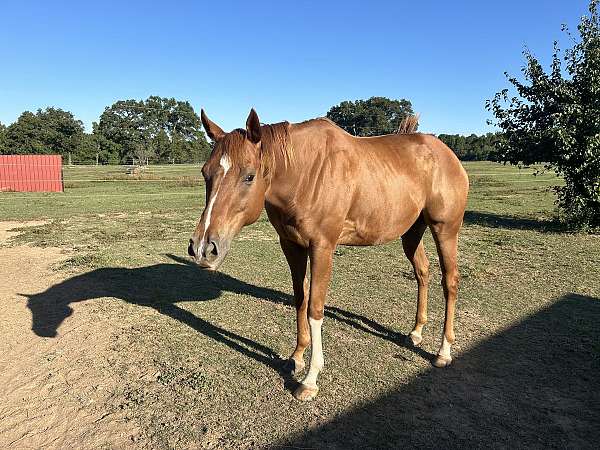 barrel-thoroughbred-horse