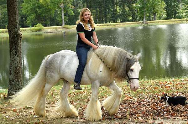 sabino-western-dressage-horse