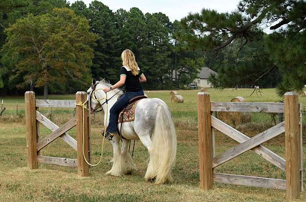 family-gypsy-vanner-horse