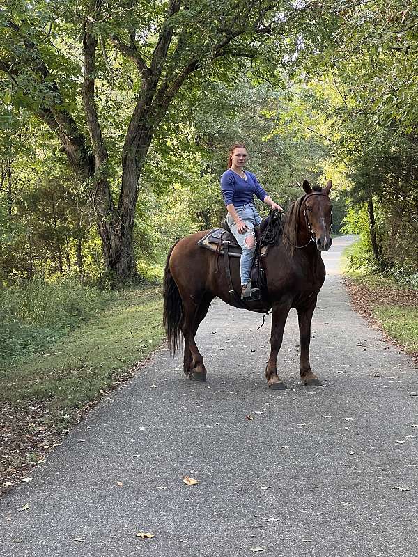 chestnut-belgian-mare