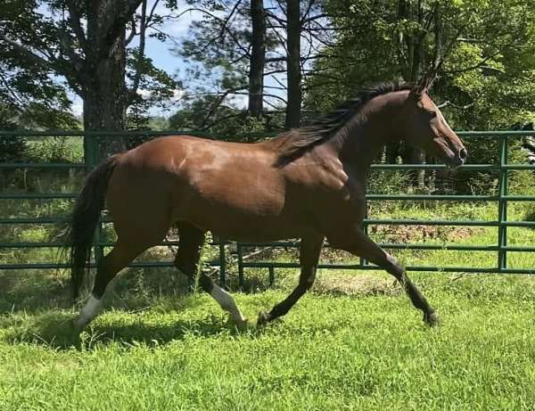 flashy-warmblood-thoroughbred-horse