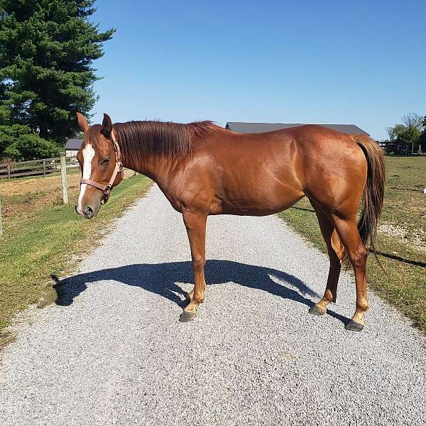 chestnut-rein-horse