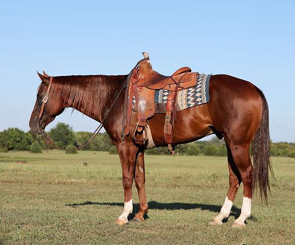 all-around-quarter-horse