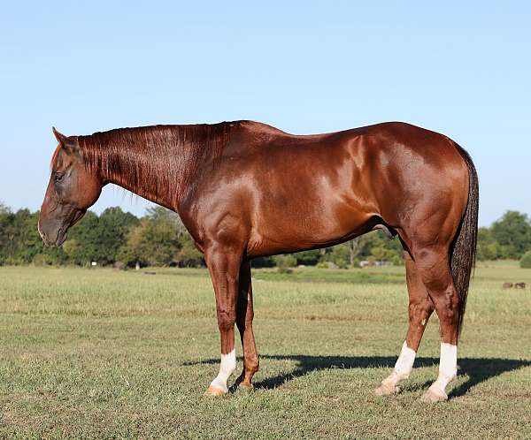 athletic-quarter-horse