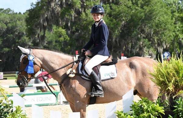 show-jumping-quarter-horse