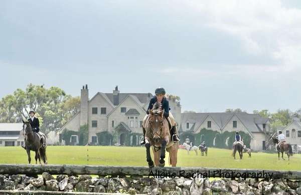 show-jumping-quarter-horse