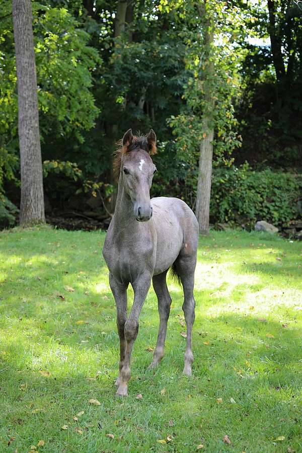 tennessee-walking-colt