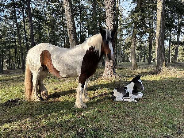 tobiano-therapy-horse