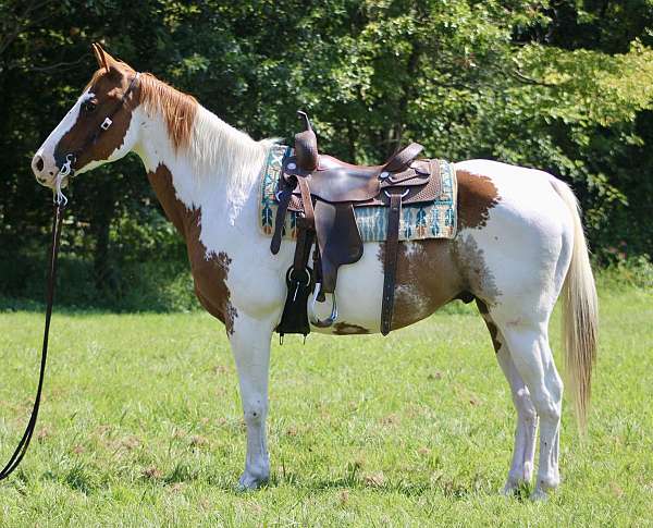 tobiano-horse