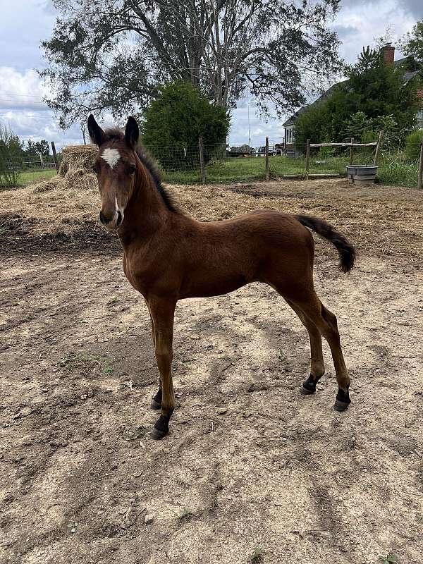 halter-working-morgan-horse