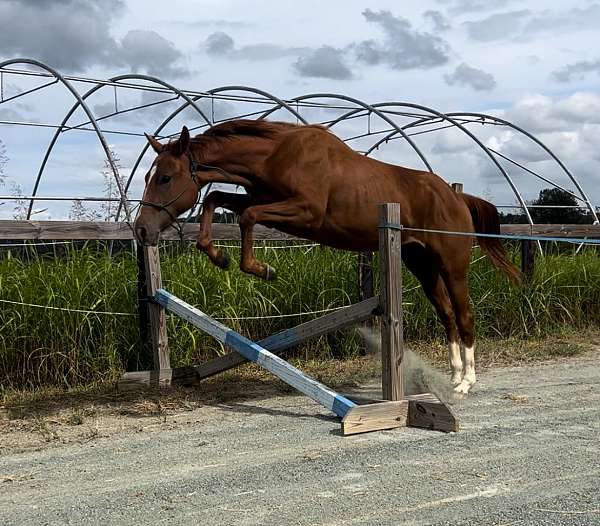 chestnut-atha-mare