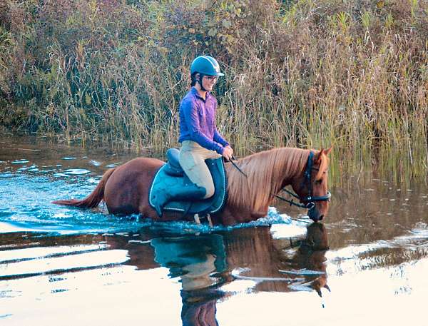 chestnut-morgan-pony-mare