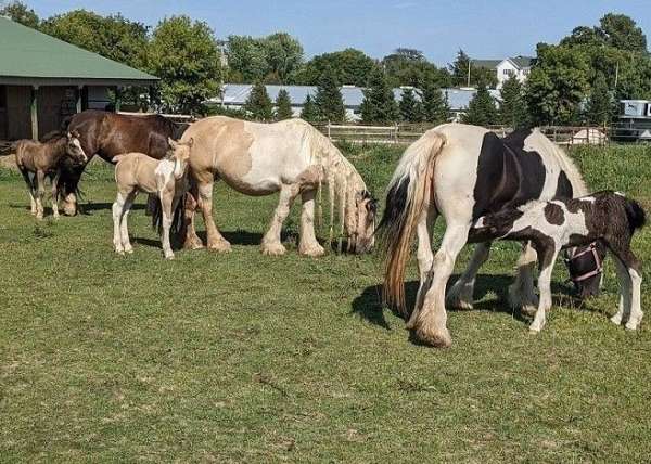 grulla-gvhs-unborn-foal