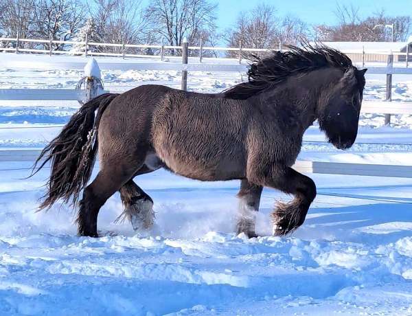 grulla-gvhs-unborn-foal