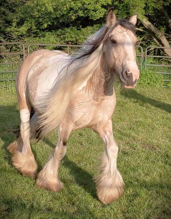 board-gypsy-vanner-horse