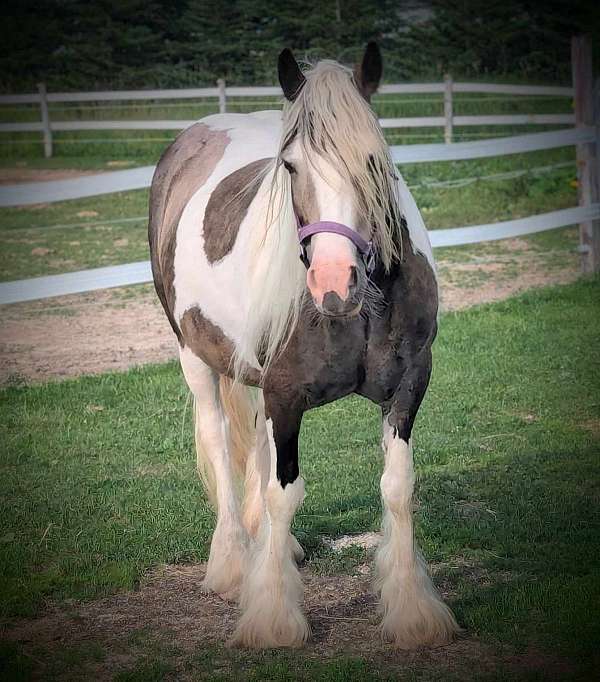 buckskin-roan-gypsy-vanner-horse