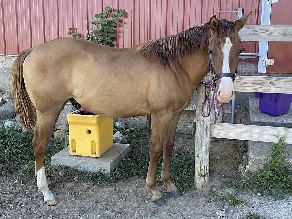 dun-red-dun-aqha-gelding-yearling