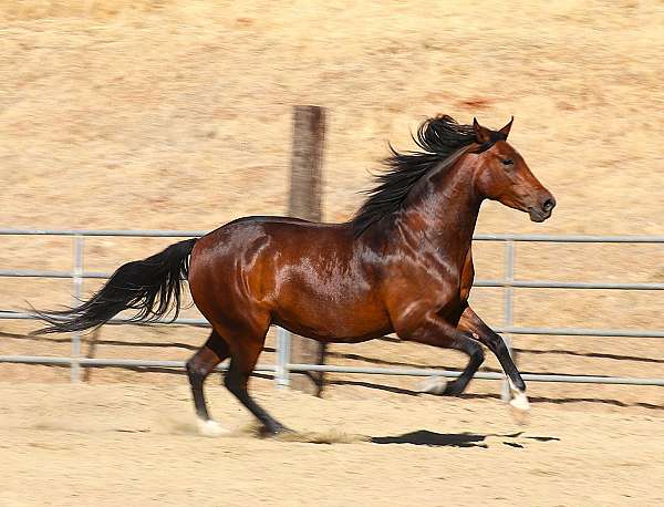 working-cattle-lusitano-horse