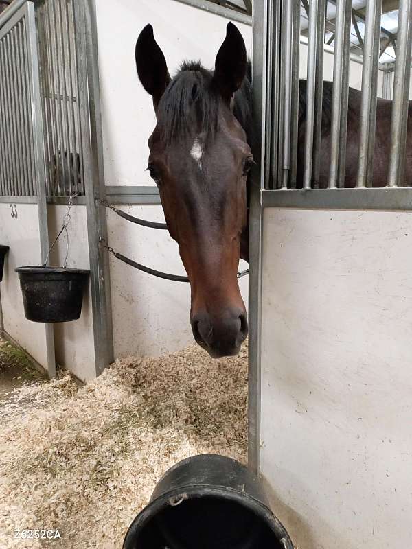 beautiful-markings-thoroughbred-horse