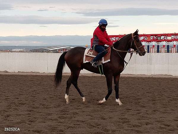 black-star-4-white-socks-horse