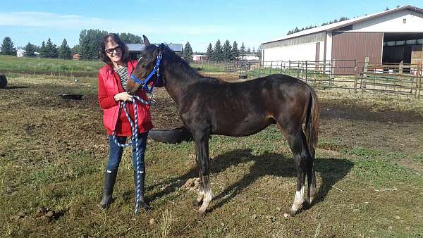 beautiful-markings-thoroughbred-horse