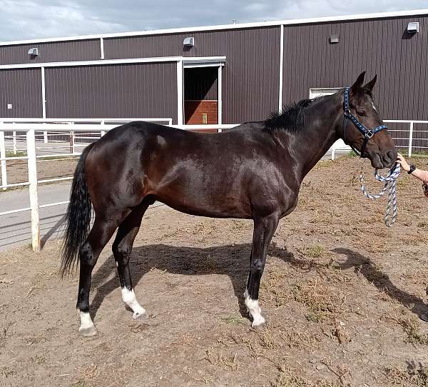 black-star-4-white-socks-horse