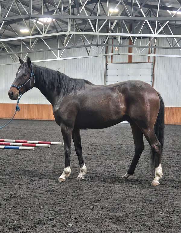star-4-white-socks-horse