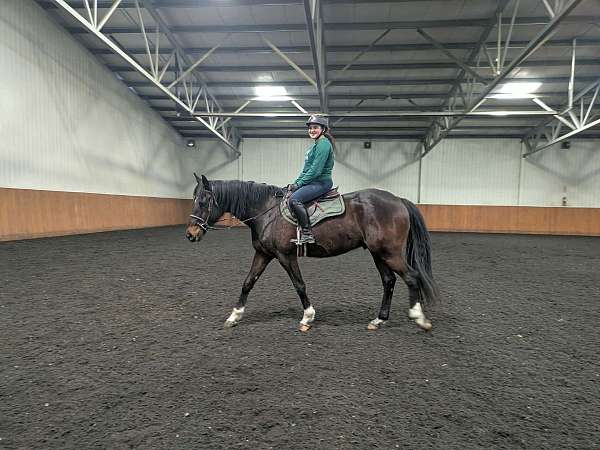 beautiful-markings-thoroughbred-horse