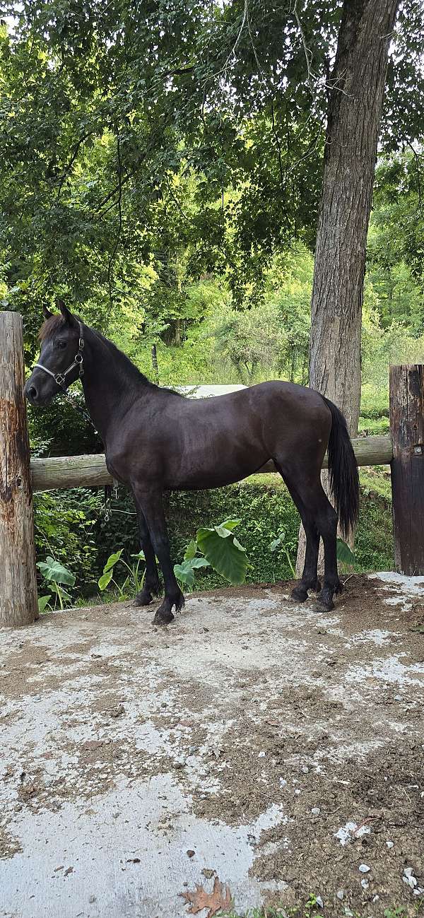 black-friesian-filly