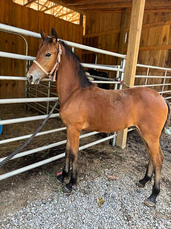 black-friesian-filly