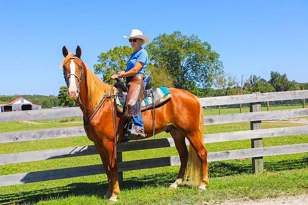 chestnut-blaze-right-hind-sock-horse