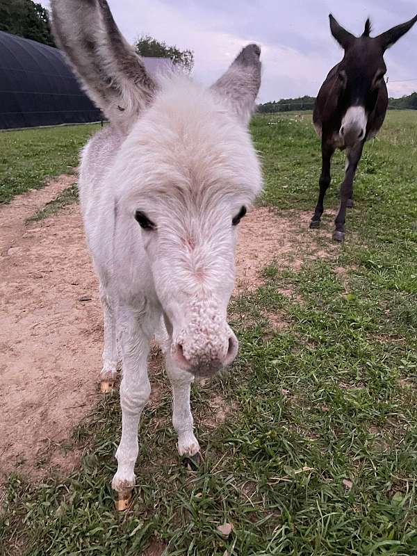 whit-with-minimal-grey-donkey