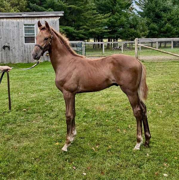 grey-selle-francais-colt