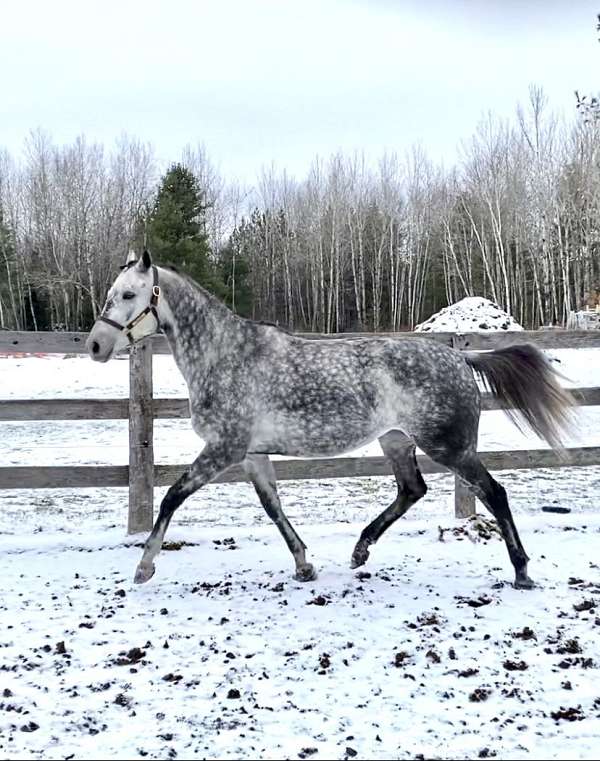 grey-white-thoroughbred-colt