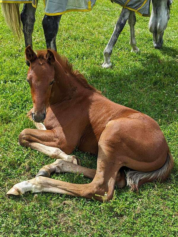 grey-white-thoroughbred-stallion