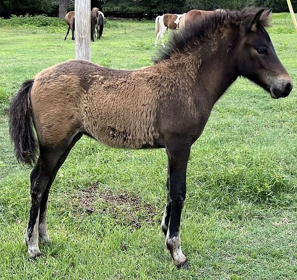 smokey-black-usihc-filly