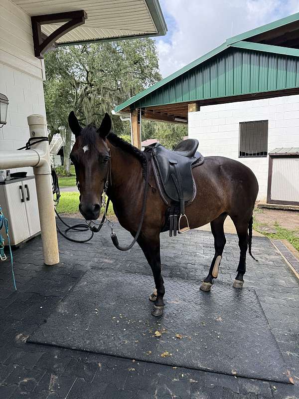 trained-western-pleasure-paso-fino-horse