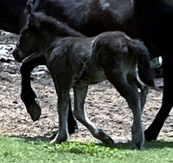 black-icelandic-colt