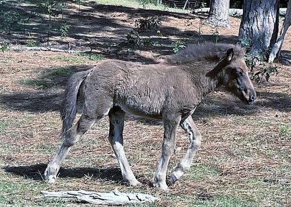 black-icelandic-colt