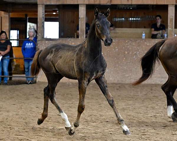 dressage-canadian-hanoverian-horse