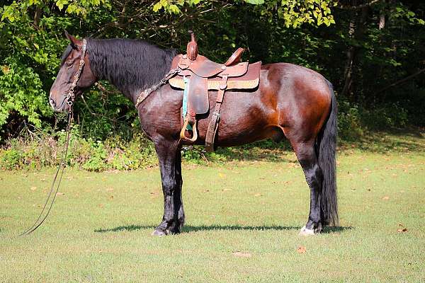 wo-percheron-horse