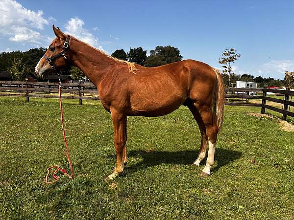 champion-hanoverian-oldenburg-horse