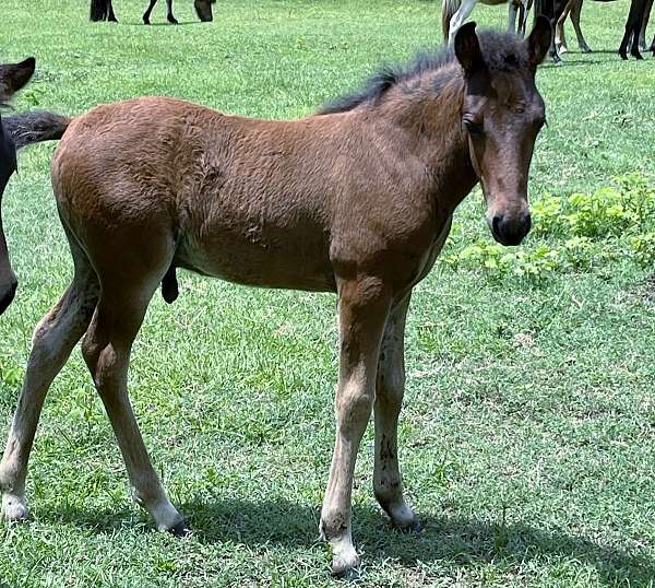 9-hand-icelandic-colt