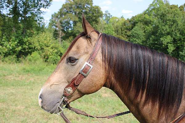 all-around-quarter-horse