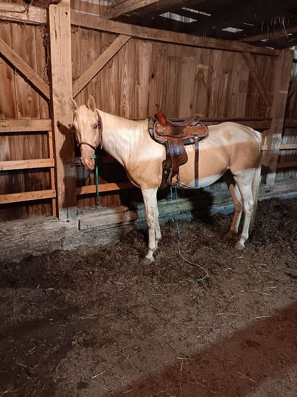 gaited-project-palomino-horse