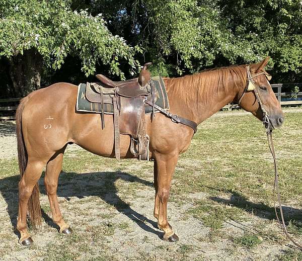 barrel-racing-quarter-horse