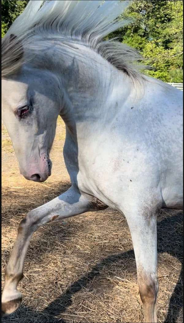 white-bay-roan-horse