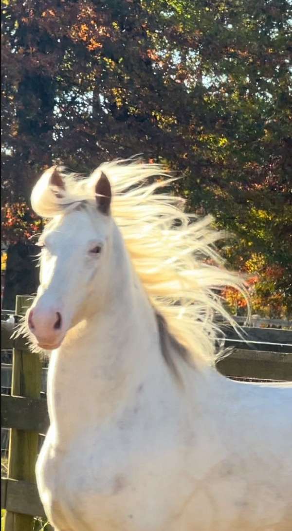 white-bay-roan-horse