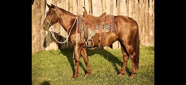 quarter-horse-gelding