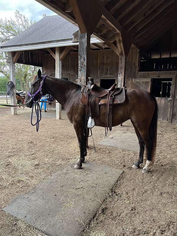 smokey-black-star-left-hind-half-stocking-horse